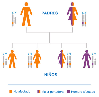 Gráfico del árbol genealógico que muestra la herencia del gen del síndrome de Hunter (MPS II) recesivo