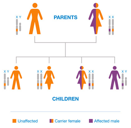 Hunter syndrome genetics