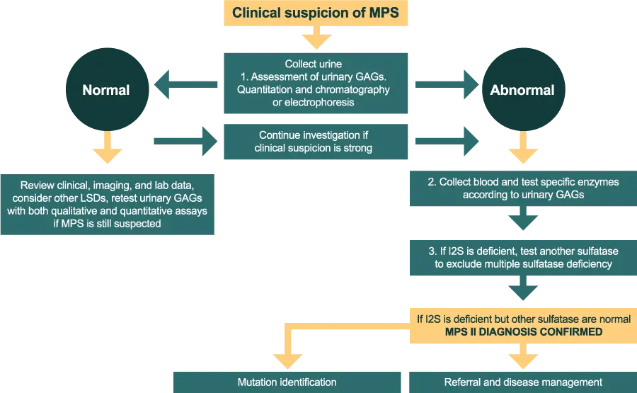 Testing for Hunter syndrome diagnostic pathway green and yellow