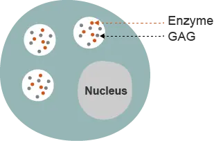 Hunter syndrome disease overview normal cell diagram with enzyme and GAG